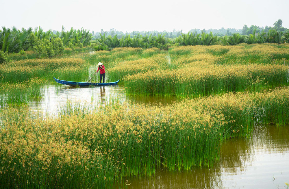 The rice paddle field landscape